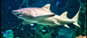 Just Kidding – Win 1 of 5 family passes to Sea Life Sydney (must be 7-13)