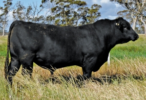 The Weekly Times – Win a Pathfinder bull valued at $7,000 – CODEWORD from newspaper required
