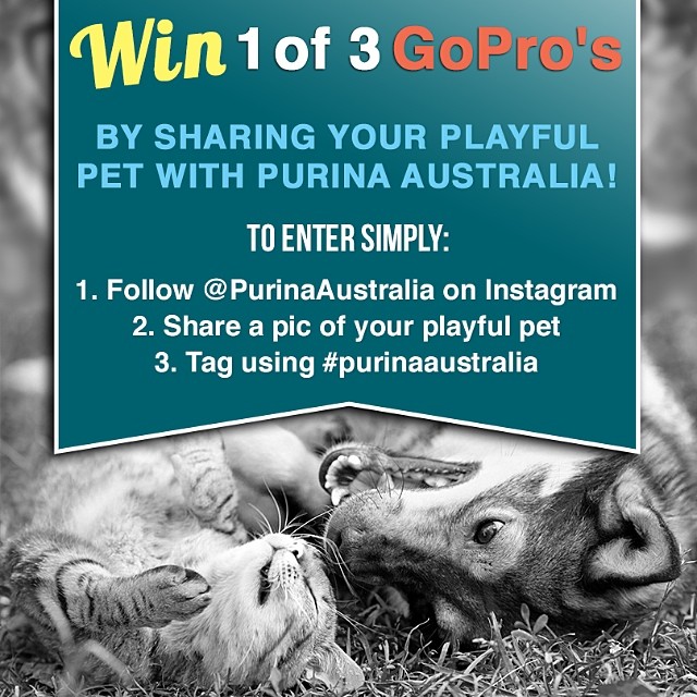 Purina – Win 1/3 Go Pro cameras – Share photo of pet on Instagram