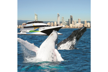bmag – Win a Gold Coast Whale Watching Weekend