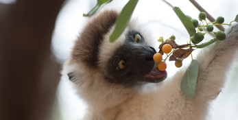 RACV – Win 1 of 5 Family tickets to Escape to the island of Lemurs