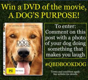 QBD – Win 1 Of 25 Dog’s Purpose Dvd’s
