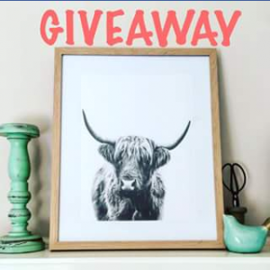 Country Designs – Win A Highland Cattle Art Print (prize valued at $100)