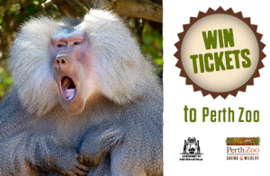 Community News – Win 1 of 85 Family passes to Perth Zoo (prize valued at $80.4)