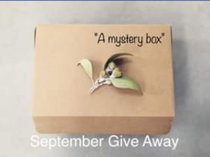 Lemon and Lime Studio – Win A Mystery Box