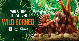 WWF – Win An Unforgettable Wildlife Adventure In Borneo (prize valued at  $8,600)