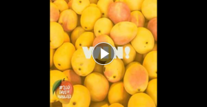 Aussie Mangoes – Win 1/5 Trays of Mangoes