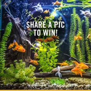 PeTBarn – Win a New Fish Tank (prize valued at $828)