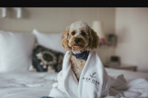 Dogue – Win a Luxury Hotel Experience In a Dog-Friendly Iconic Water-Side Accommodation Including a Buffet Breakfast for The Two-Legged Guests (prize valued at $1,000)