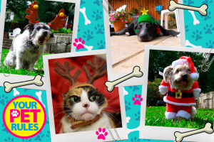 BHG – Win $500 With a Photo Or Video of Your Pet In Festive Gear (prize valued at $500)