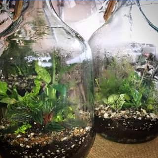 Tassie Terrariums – Win this 5ltr Italian Demijohn Terrarium and Free Delivery. (prize valued at $100)