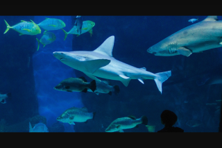 Discover Your Own Backyard – Win One of Two Sea Life Melbourne Aquarium Shark Dive Xtreme Experience Double Passes (prize valued at $598)