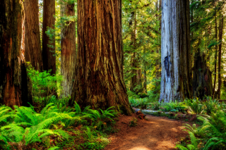 Lonely Planet – Win a Trip for Two to California’s Redwood Coast