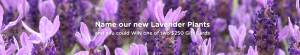 Flower Power – Name Lavender Plants to Win 1 of 2 Flower Power Gift Cards valued at $250 each