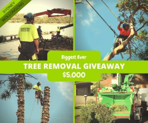 Shane’s Trees – Win $5,000 Tree Removal services