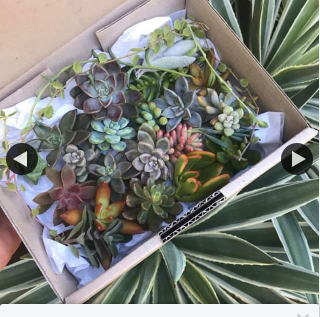 Luvia Designs – Win Succulent Cuttings