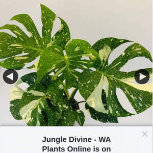 Jungle Divine – Win Wa Plants Online (prize valued at $210)