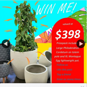 Waldecks Melville – Win a Pot and Plant Combo Valued at $398 From Waldecks Melville Garden Centre (prize valued at $398)