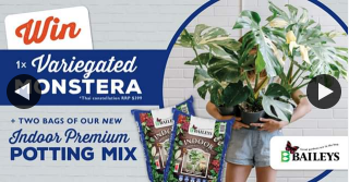 Baileys Grow Gardens – Win Variegated Monstera 2 Bags New Indoor Premium Potting Mix 15l