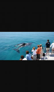 Moreton Bay Tough – Win 1 of 2 Double Passes With Brisbane Whale Watching