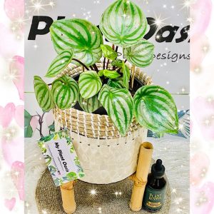 My plant oasis – Win a prize package
