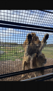 Adelady – Win a Family Pass to The Lions 360 Experience at Monarto Safari Park