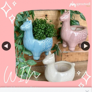 Sproutwell Decor – Win 1 of 3 Llama Pots Enter Our Monthly Giveaway