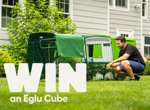 Omlet – Win an easy clean, predator proof Eglu Cube