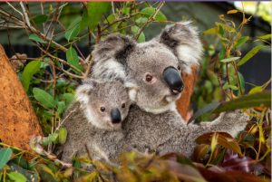 PopSugar – Win a major prize of the Ultimate Wildlife Retreat prize package OR 1 of 100 Taronga Zoo Family passes