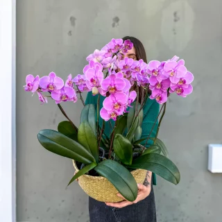 Divine Flowers Brisbane – Win an Exquisite Orchid valued at $295
